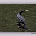 Cormoran aux aguets