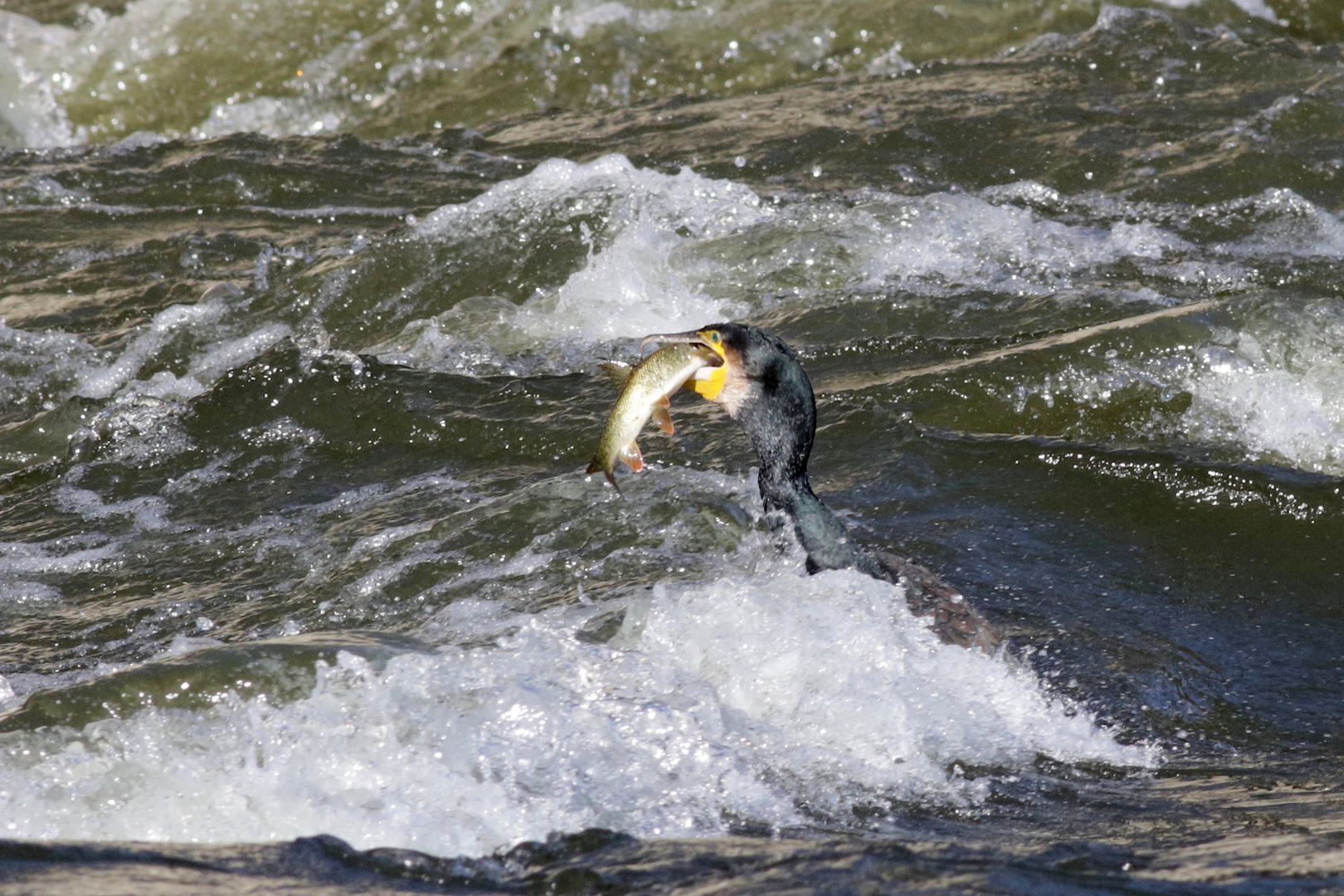 Cormoran avec poisson