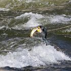 Cormoran avec poisson