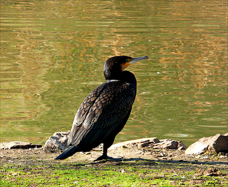 Cormoran