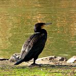 Cormoran