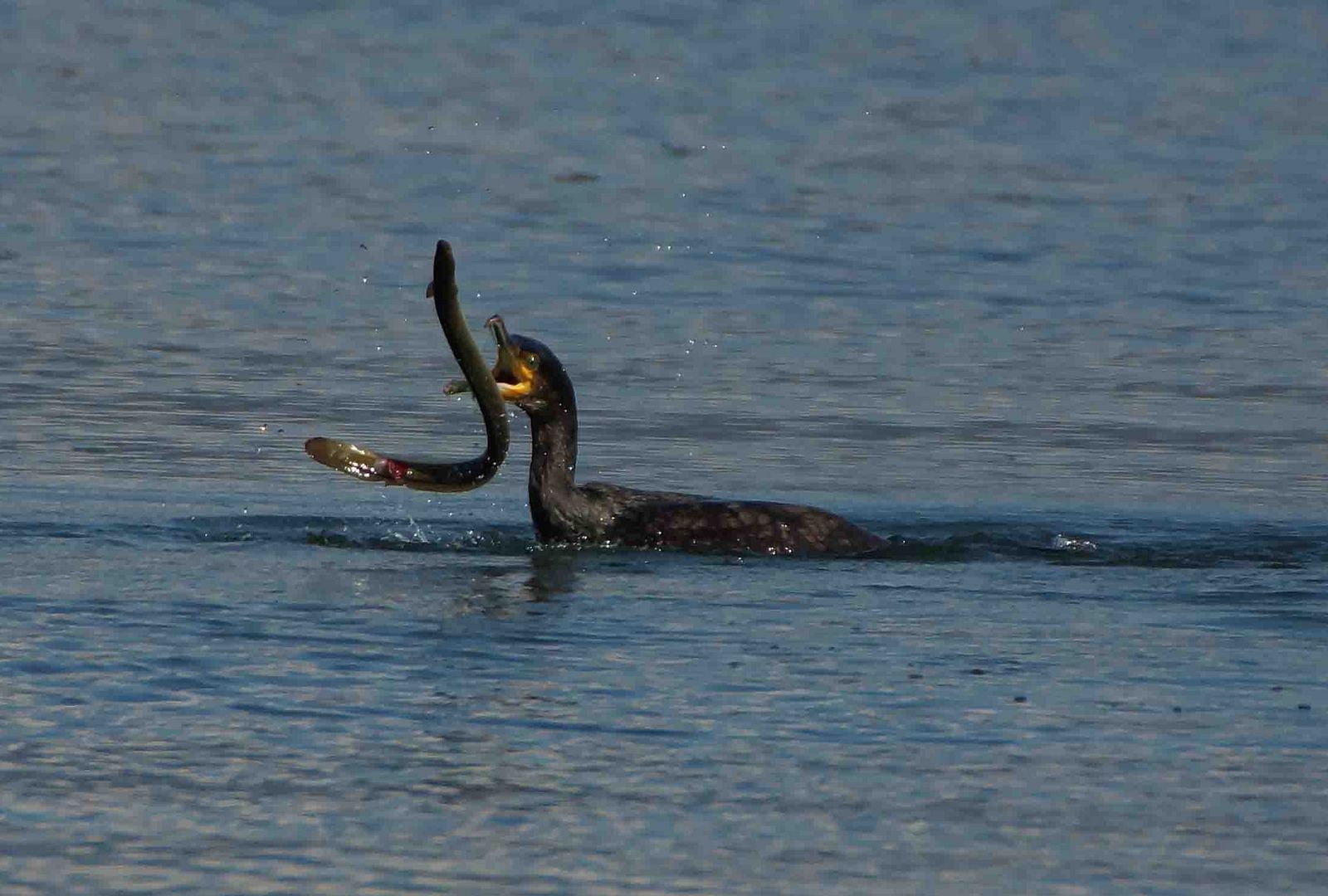 Cormorán