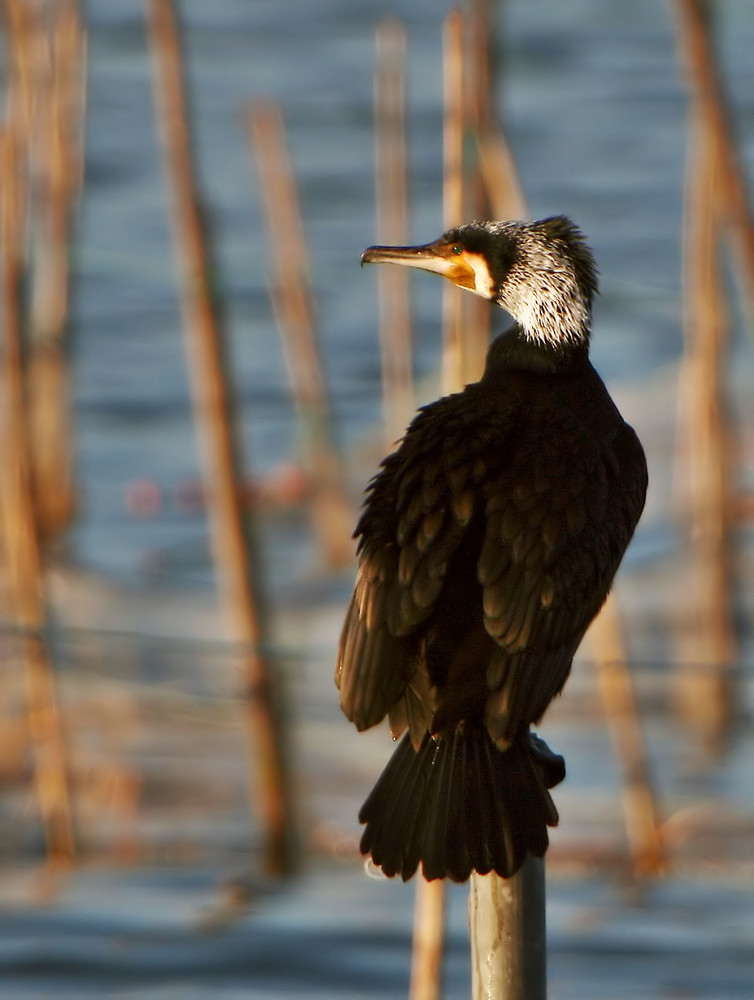 Cormorán