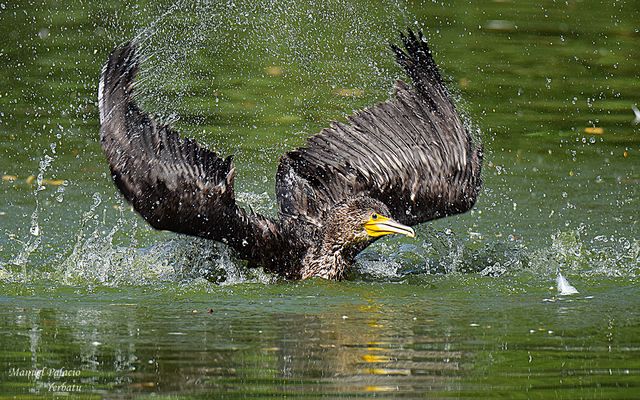 Cormorán chapoteando
