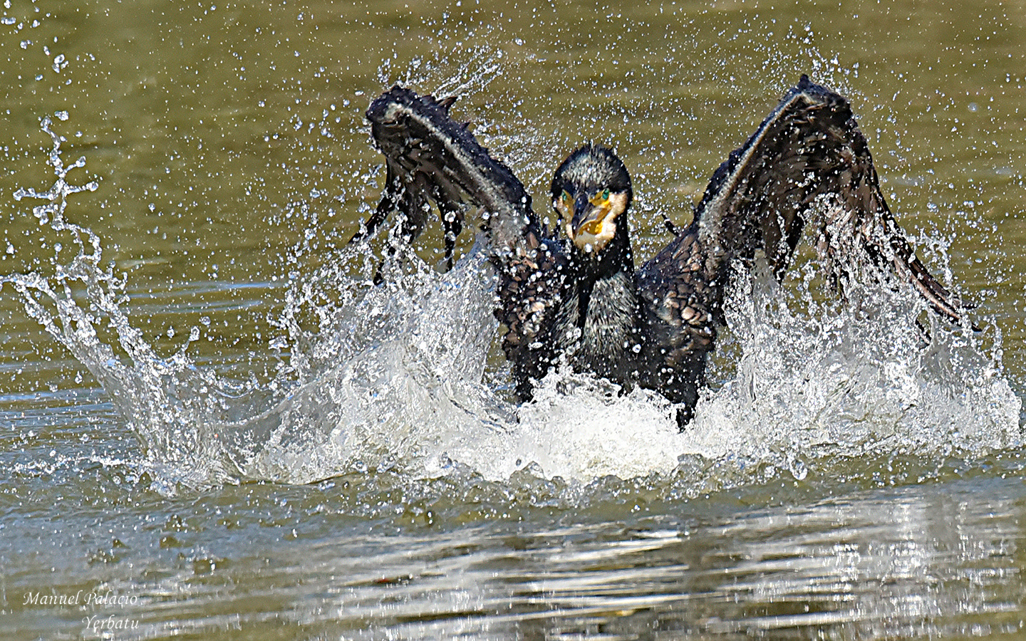 Cormoran chapoteando - cormorán chapoteando