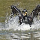 Cormoran chapoteando - cormorán chapoteando