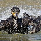 Cormoran chapoteando - Cormorant splashing