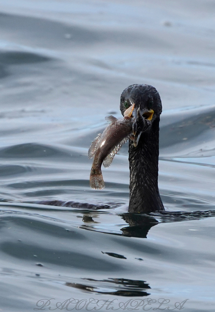 Cormorán con pez