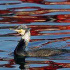 Cormorán con reflejos