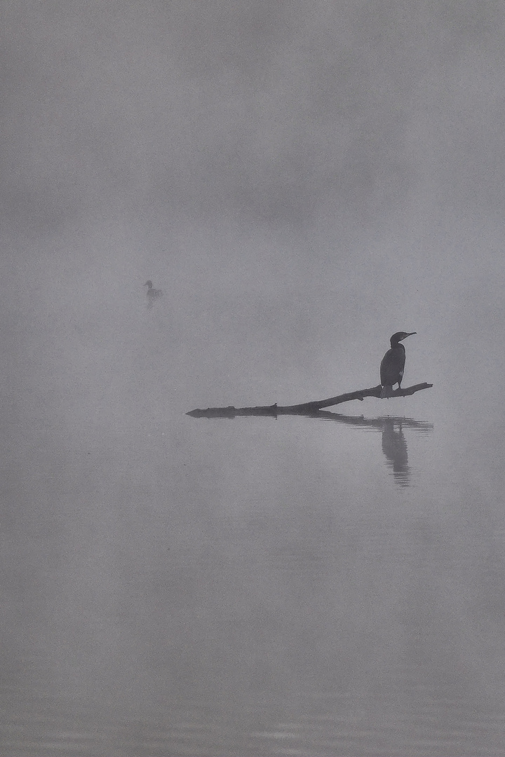 Cormoran dans la brume