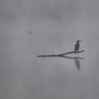 Cormoran dans la brume