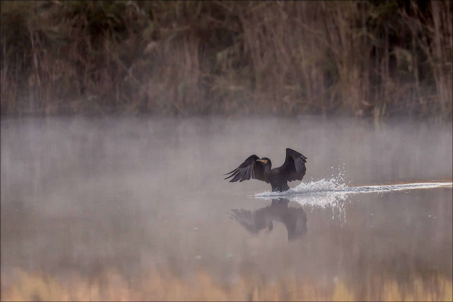 Cormoran dans la brume