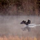 Cormoran dans la brume