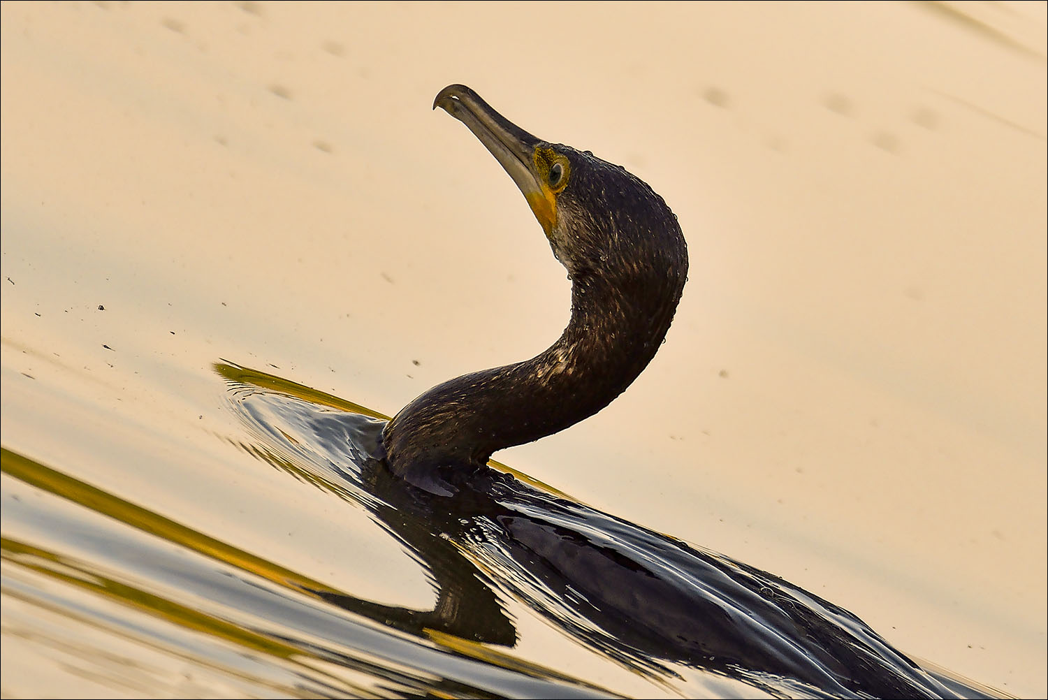 Cormoran dans sa douce lumière orangée