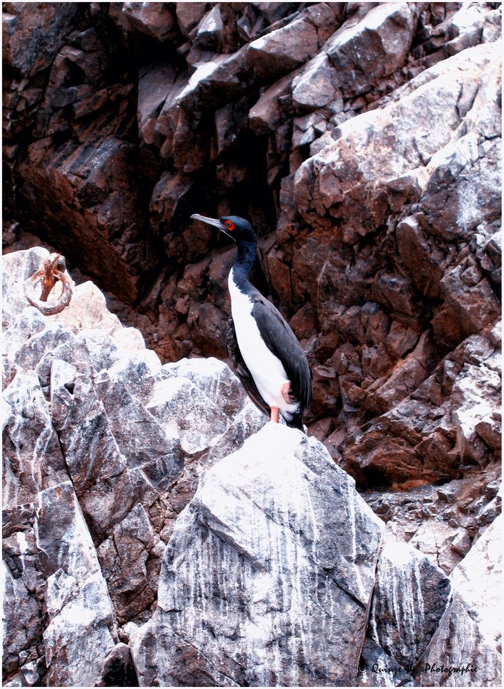 CORMORAN DE BOUGAINVILLE