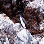 CORMORAN DE BOUGAINVILLE