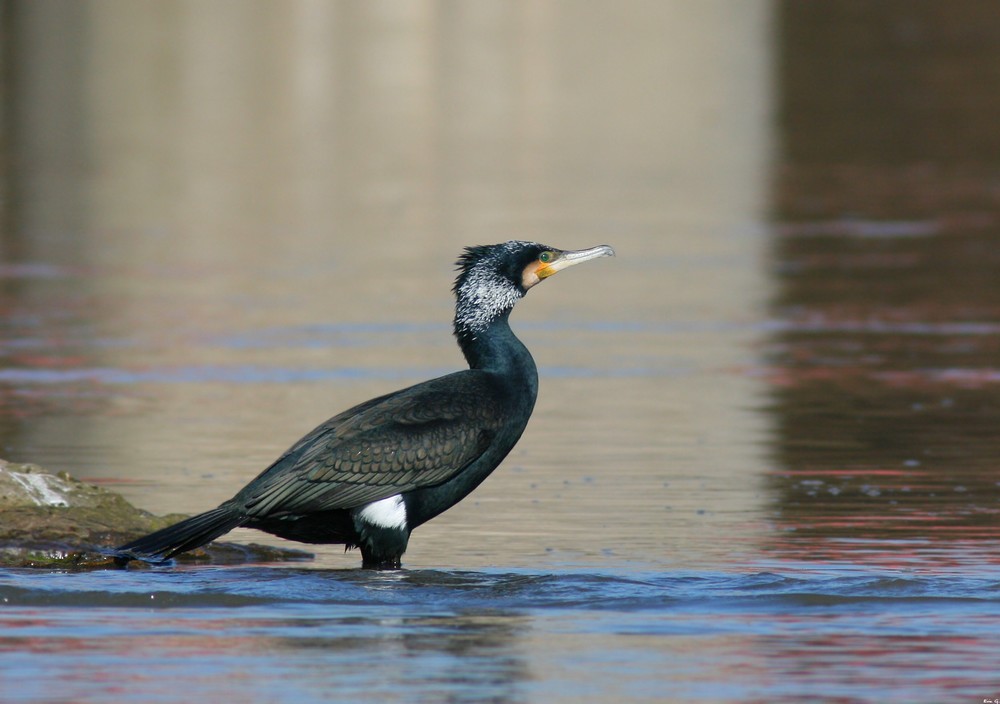 Cormoran de la Sarre