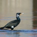 Cormoran de la Sarre