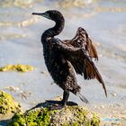 Cormoran de Socotra