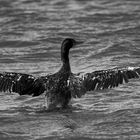 Cormoran de Socotra