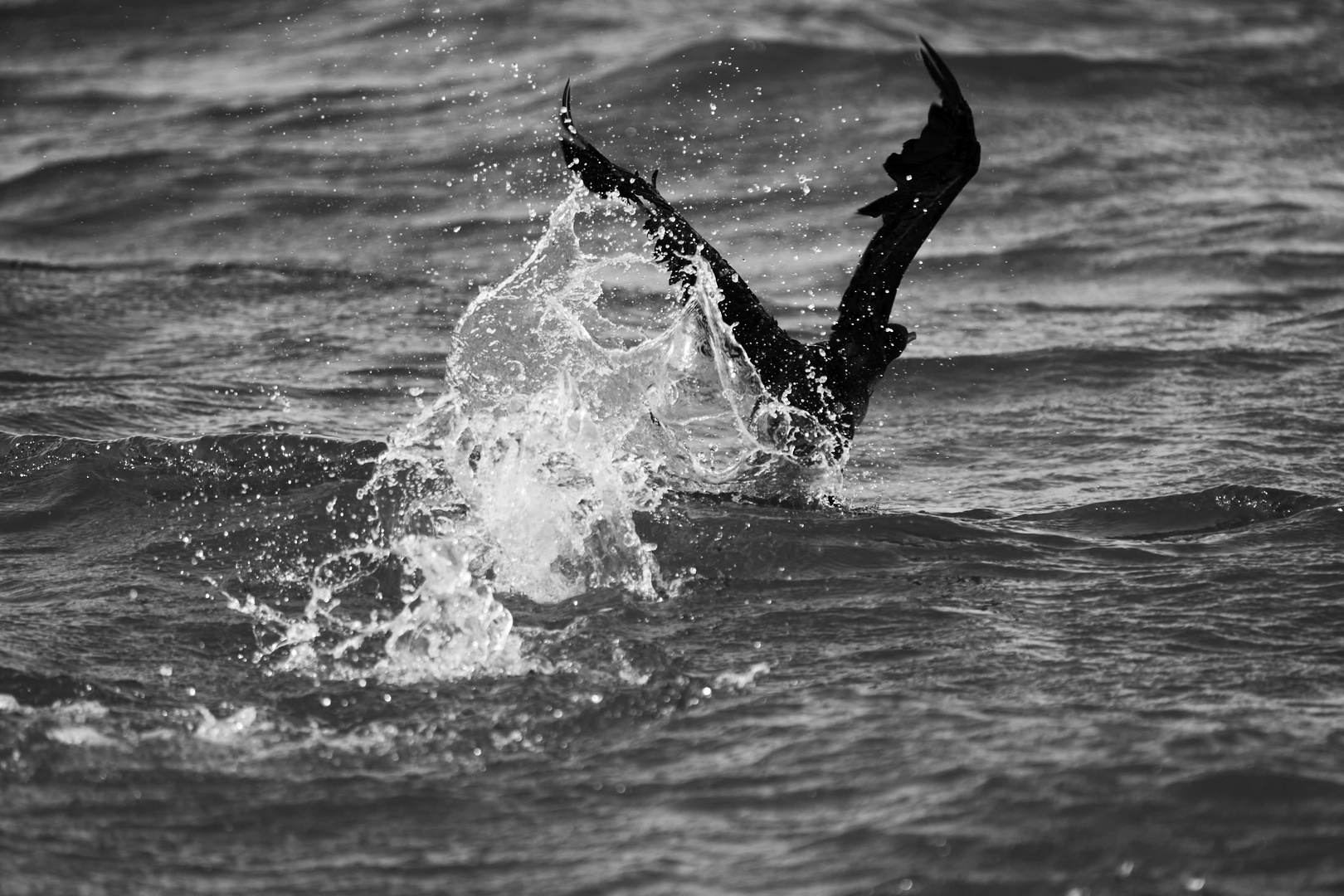 Cormoran de Socotra