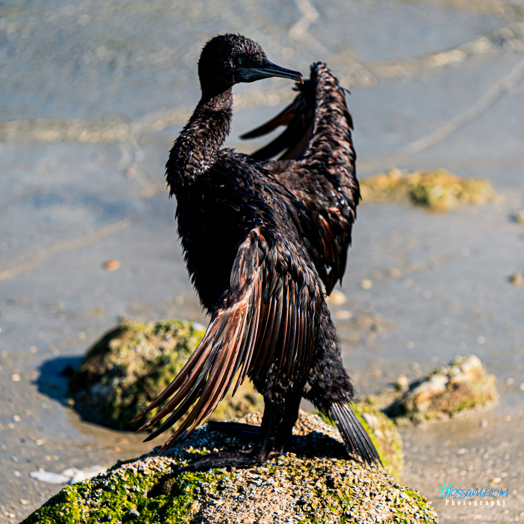 Cormoran de Socotra