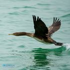 Cormoran de Socotra