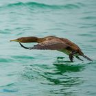 Cormoran de Socotra