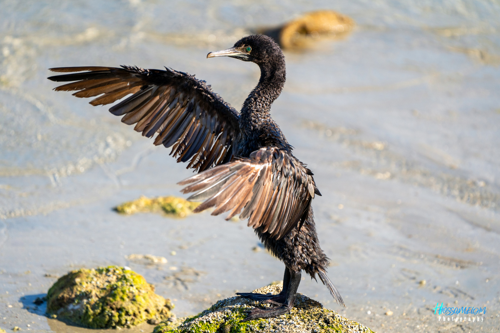 Cormoran de Socotra