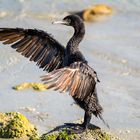 Cormoran de Socotra