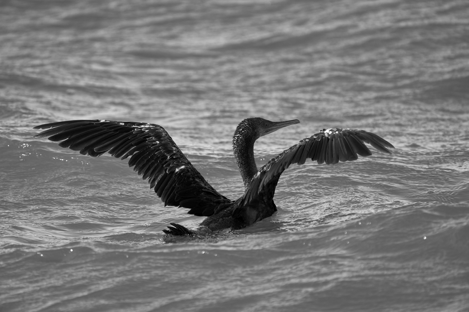 Cormoran de Socotra