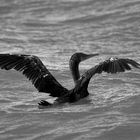 Cormoran de Socotra