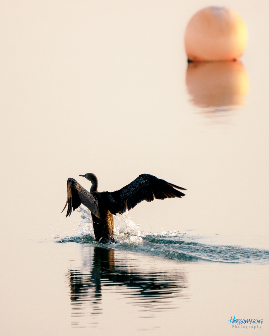 Cormoran de Socotra