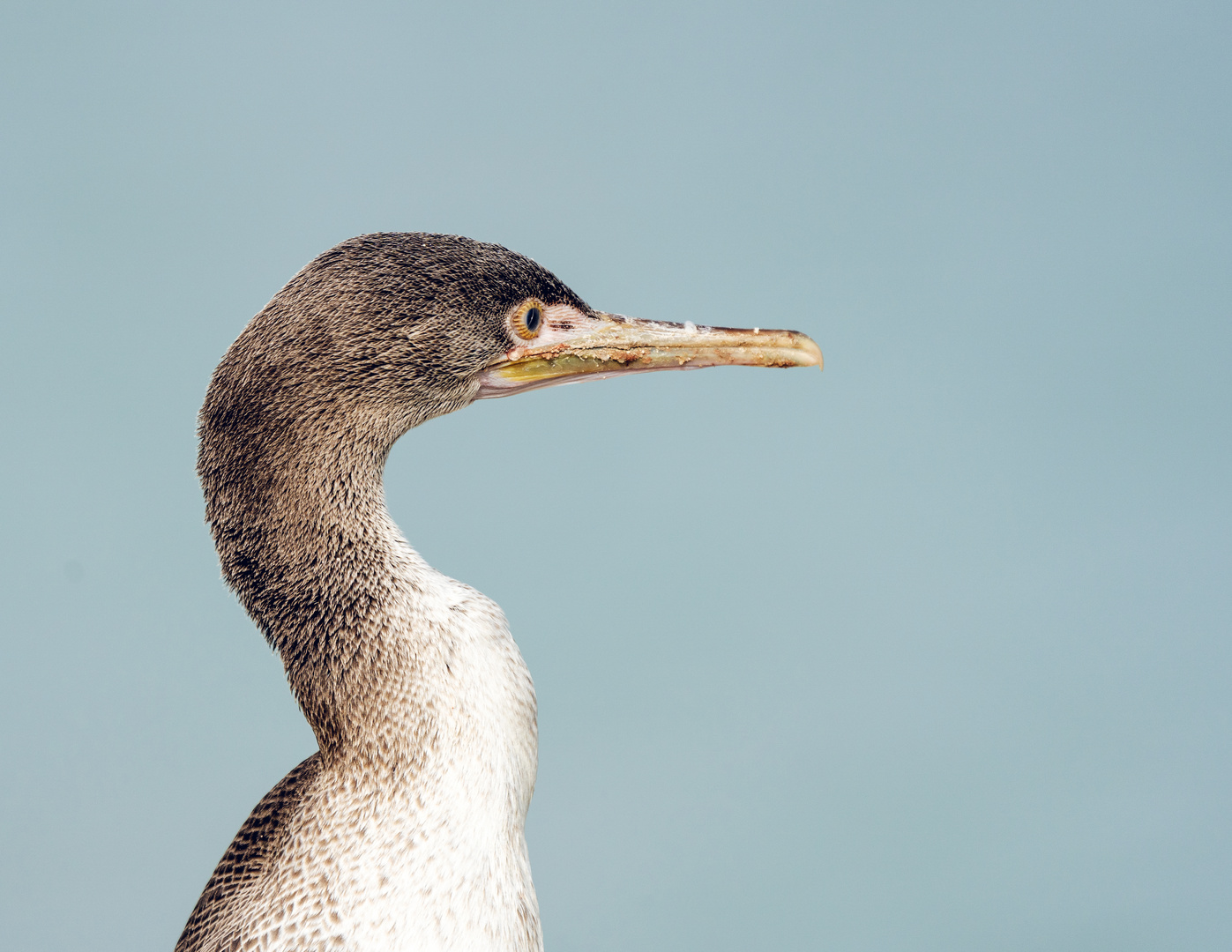 Cormoran de Socotra