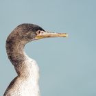 Cormoran de Socotra