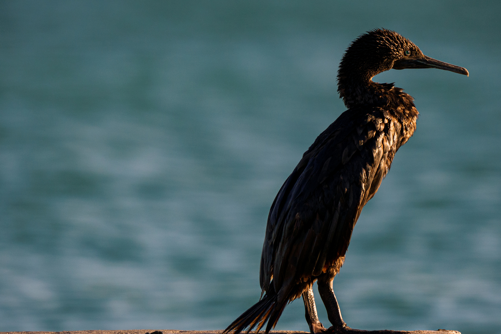 Cormoran de Socotra 