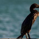 Cormoran de Socotra 