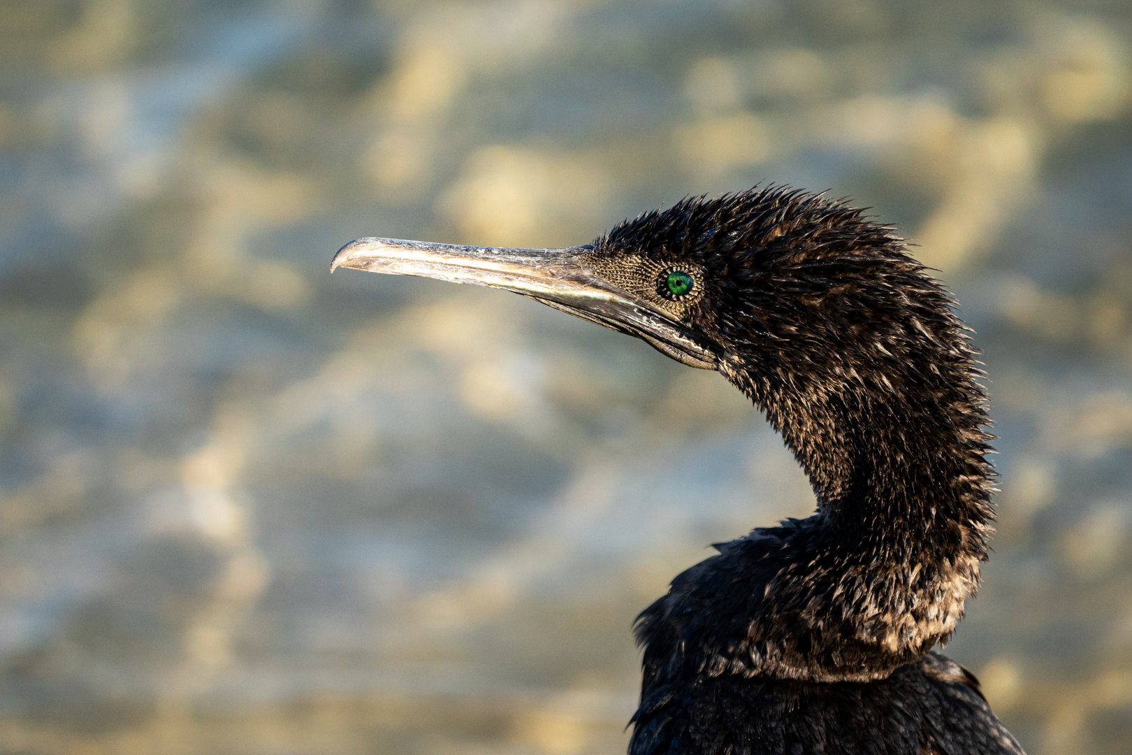 Cormoran de Socotra