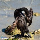 Cormoran de Socotra