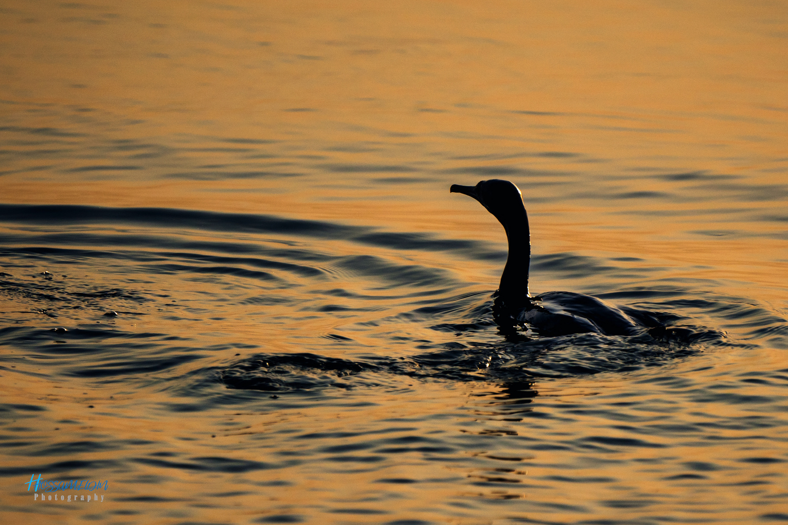 Cormoran de Socotra