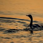 Cormoran de Socotra