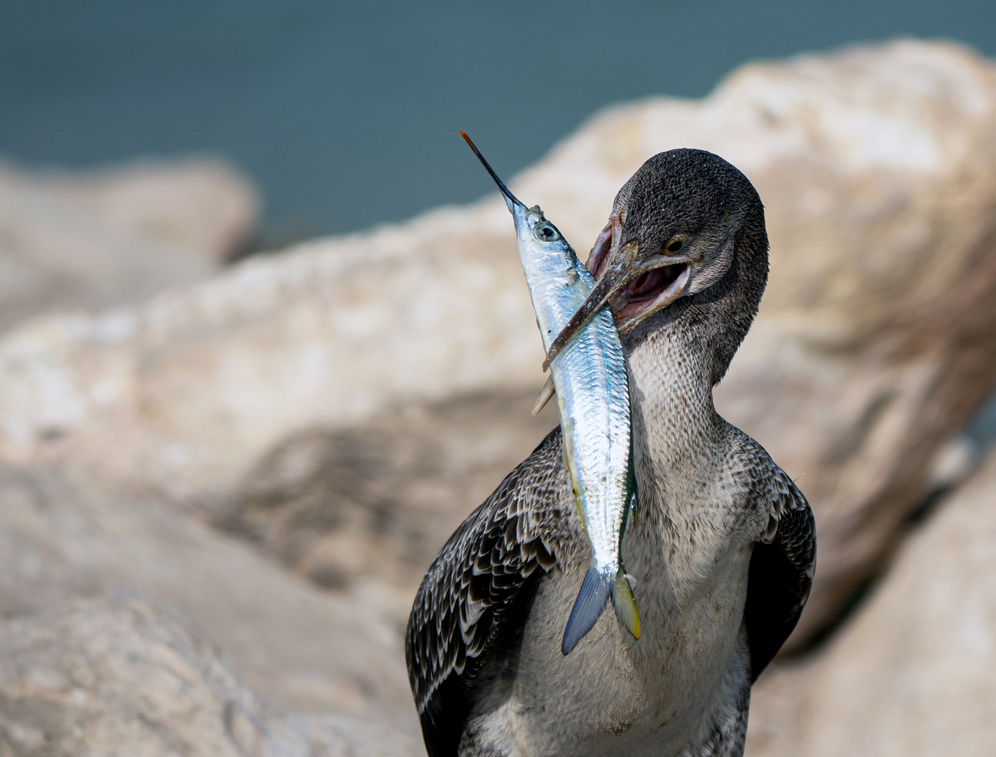 Cormoran de Socotra