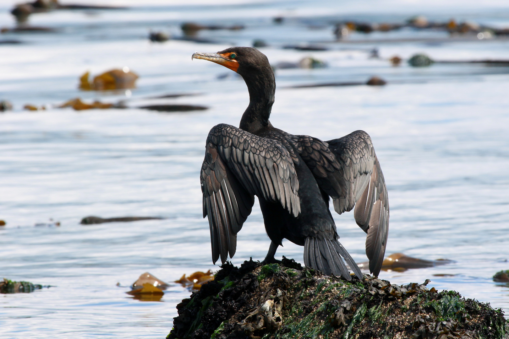 Cormoran du Canada