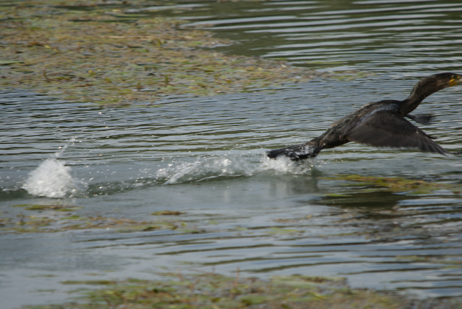 Cormoran