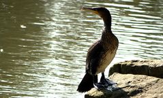 Cormoran