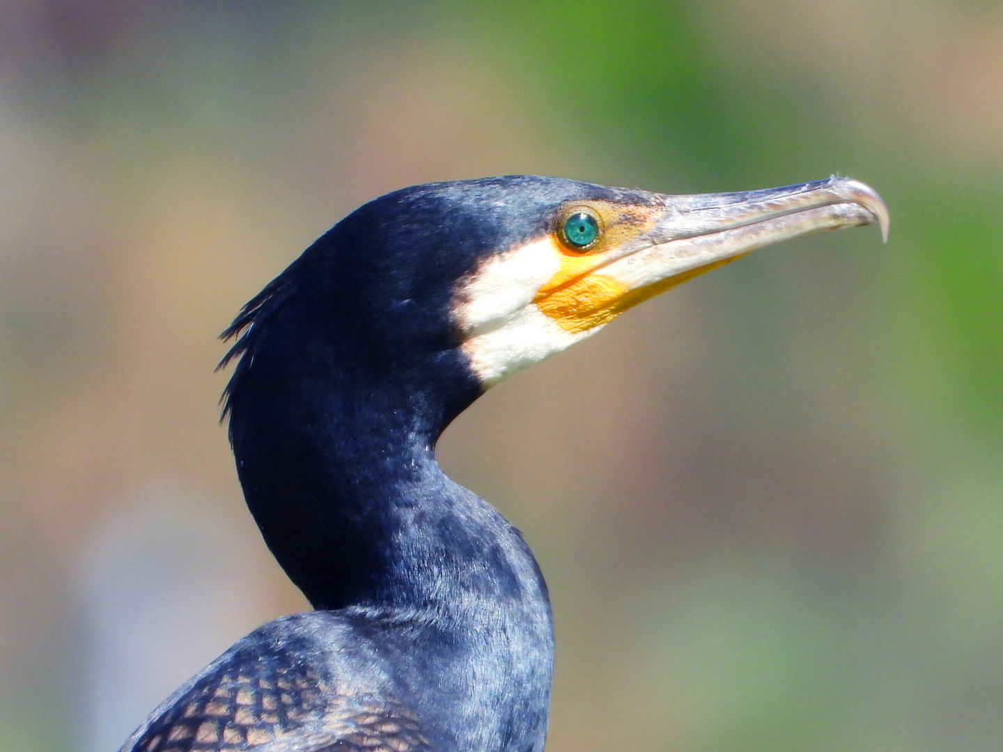 Cormoran... photo et image campagne, nantes, cormoran Images