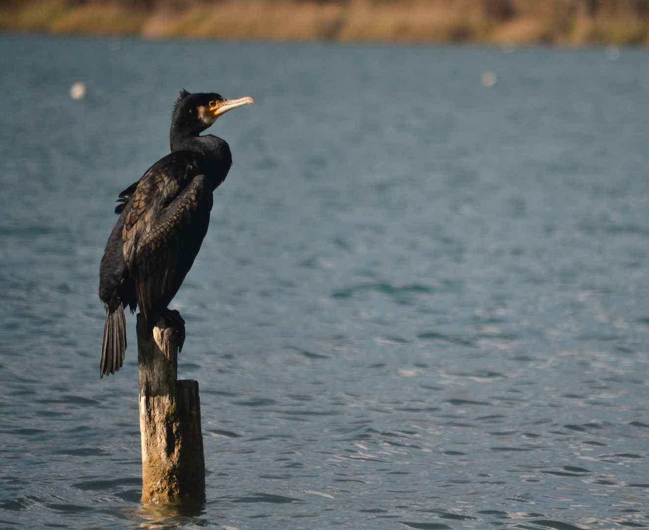 cormorán