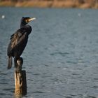 cormorán