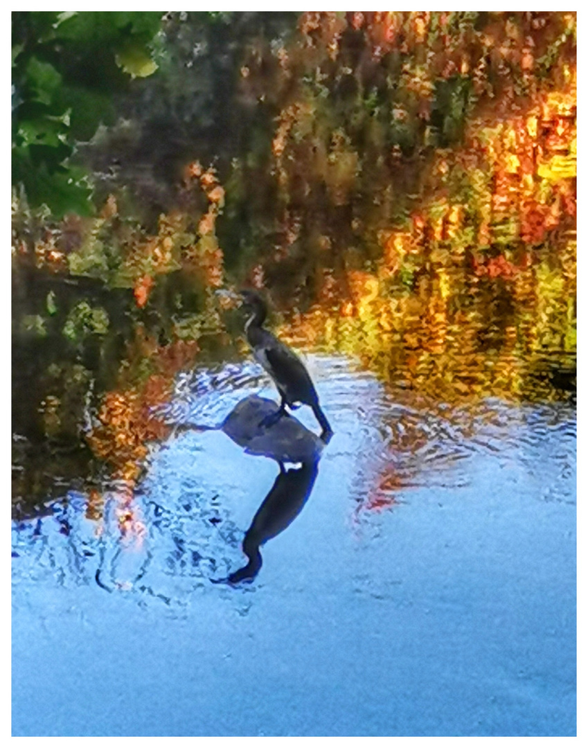 Cormorán en el río 