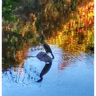 Cormorán en el río 